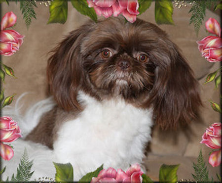Kirk Chinese Imperial Shih Tzu Stud